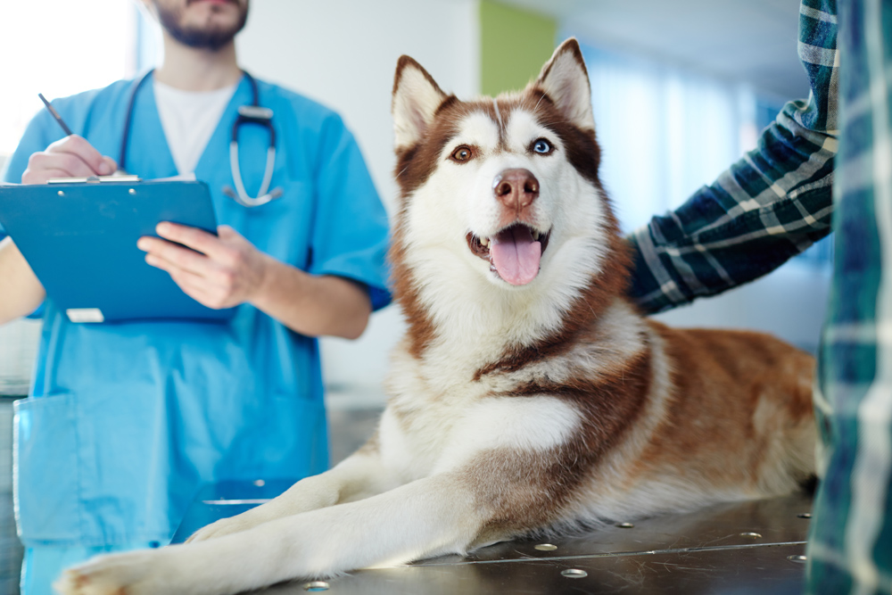 are c sections safe for dogs